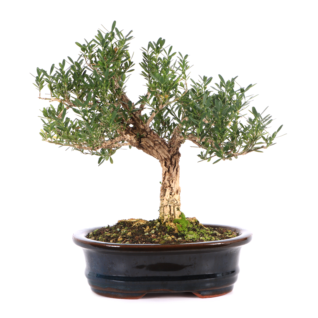 Buxus sinica var. sinica