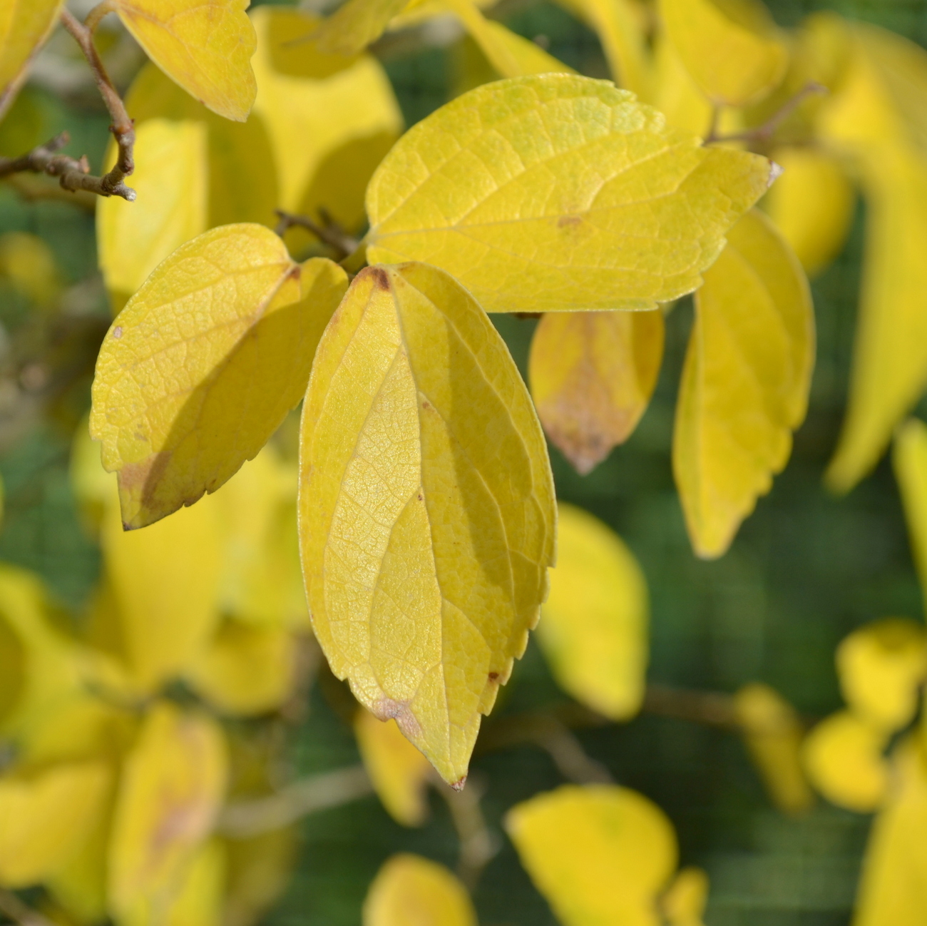 Celtis australis