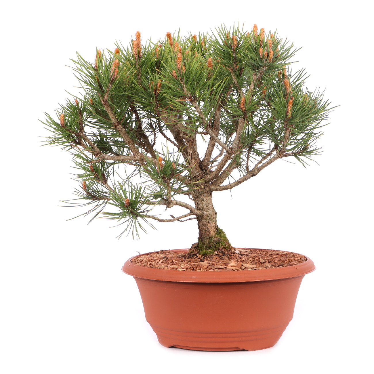 Pinus sylvestris