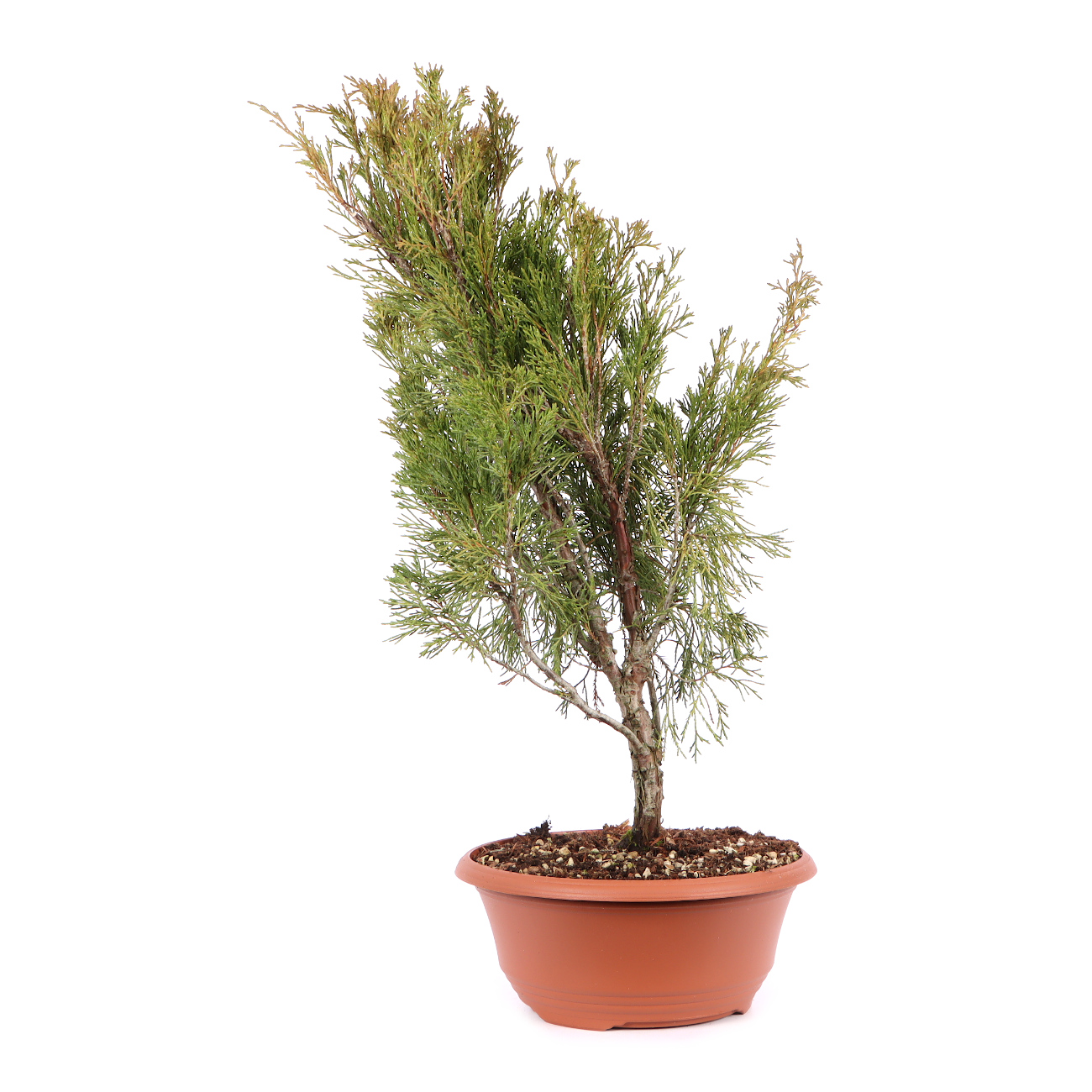 Juniperus sabina