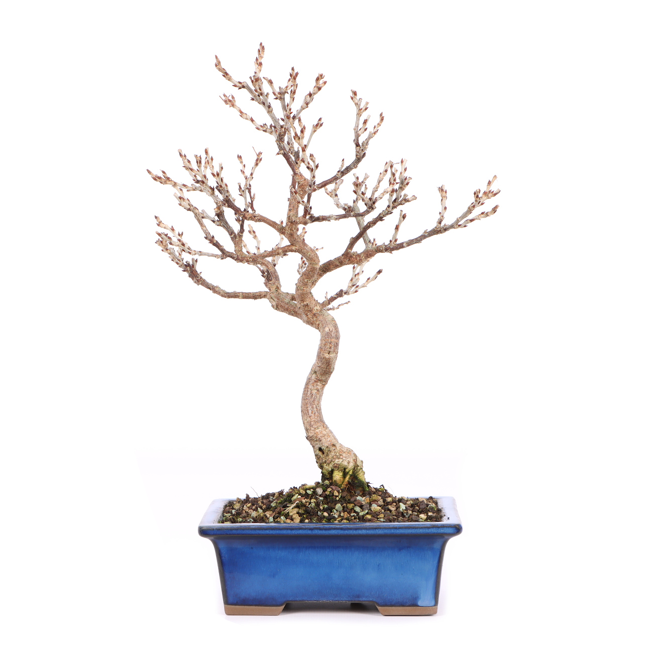 Millettia japonica 'Hime Fuji'