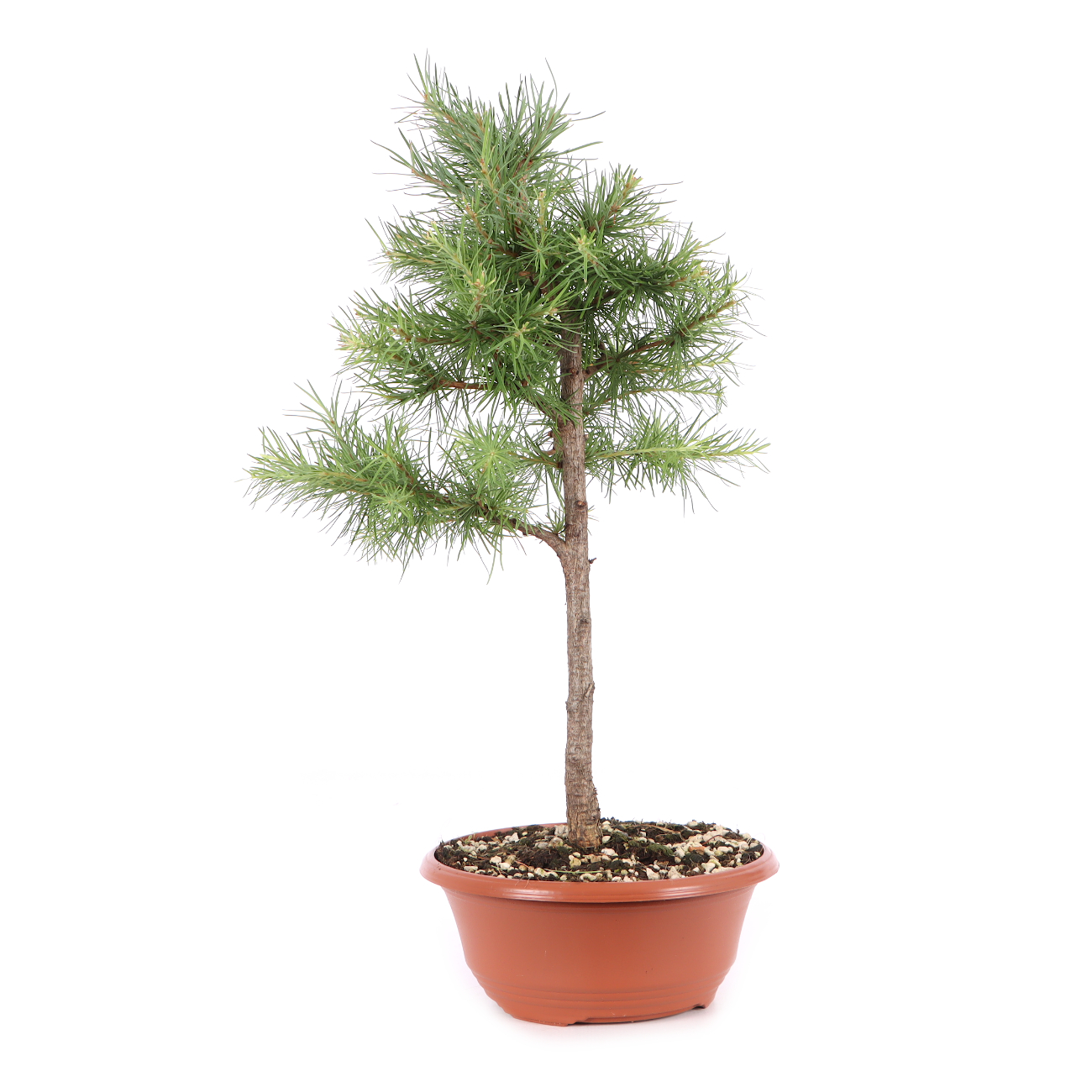 Larix kaempferi