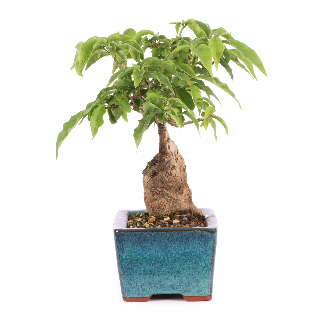 Bougainvillea glabra