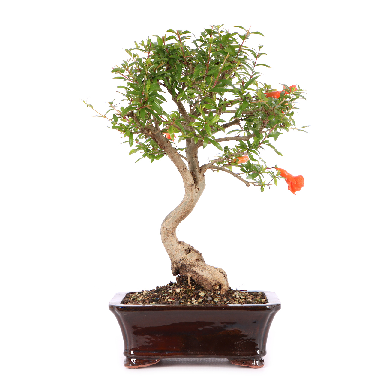 Punica granatum 'Nana'