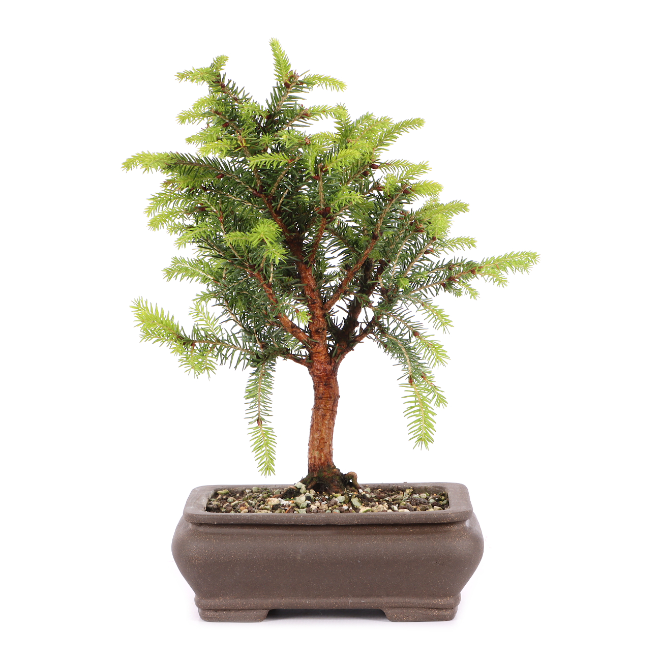 Picea abies 'Nidiformis'