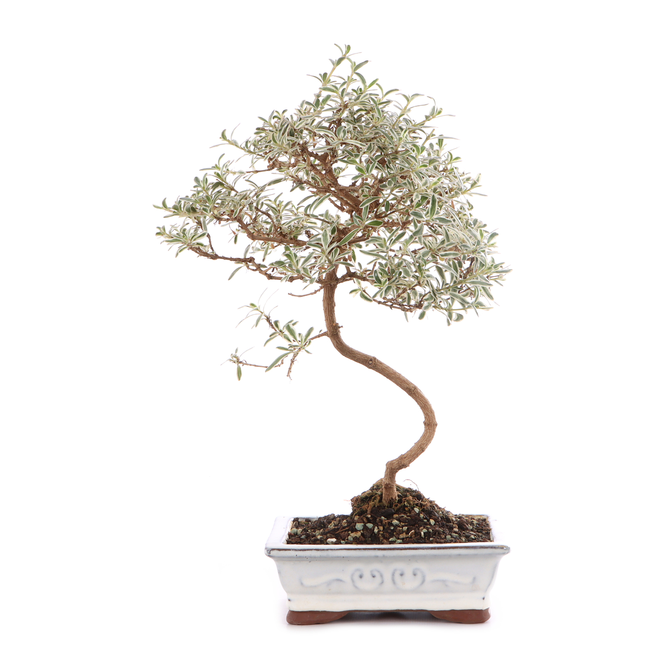 Coprosma x kirkii 'Variegata'