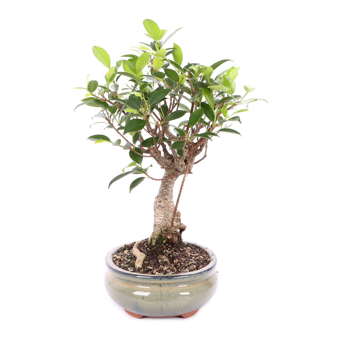 Seitenansicht rechts