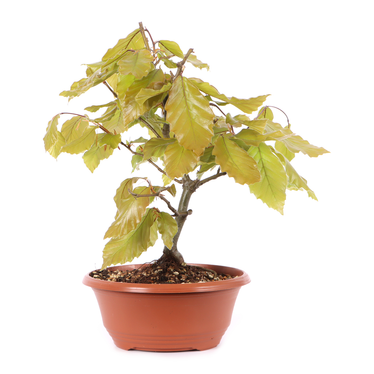 Fagus sylvatica
