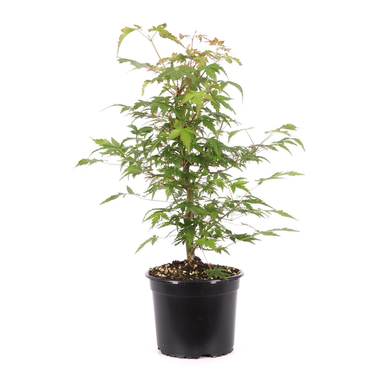 Acer palmatum