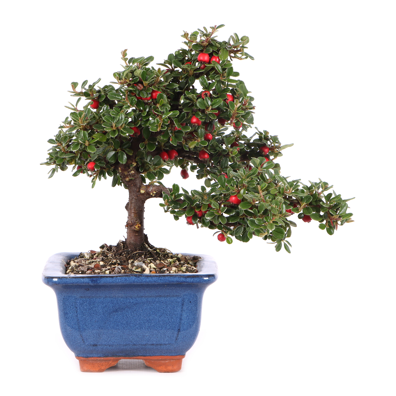 Cotoneaster microphyllus 'Cochleatus'