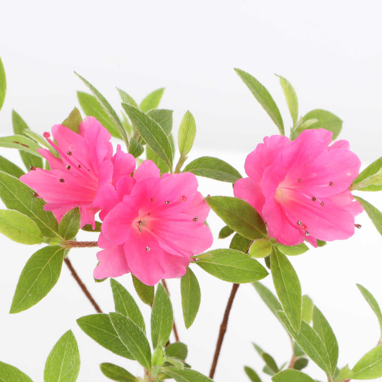 Rhododendron 'Fumiko'