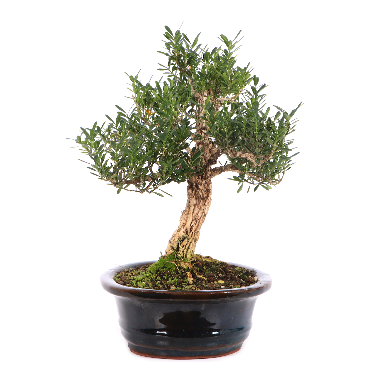 Buxus sinica var. sinica
