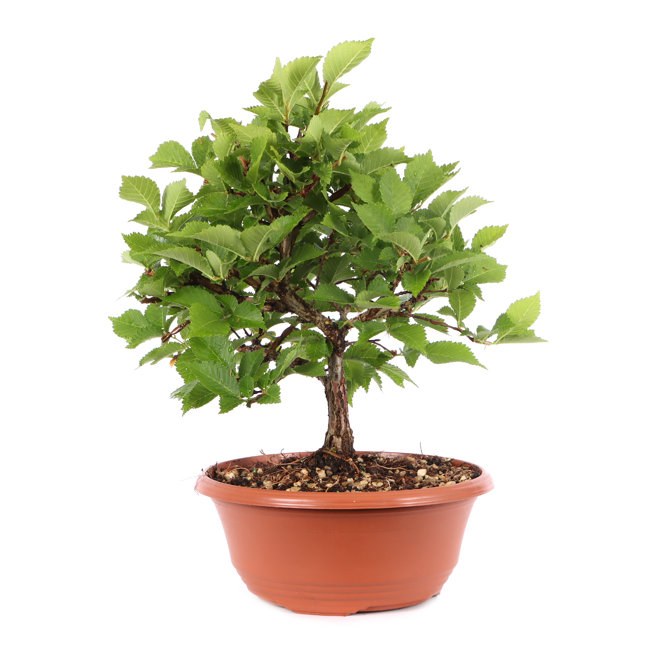 Ulmus minor var.