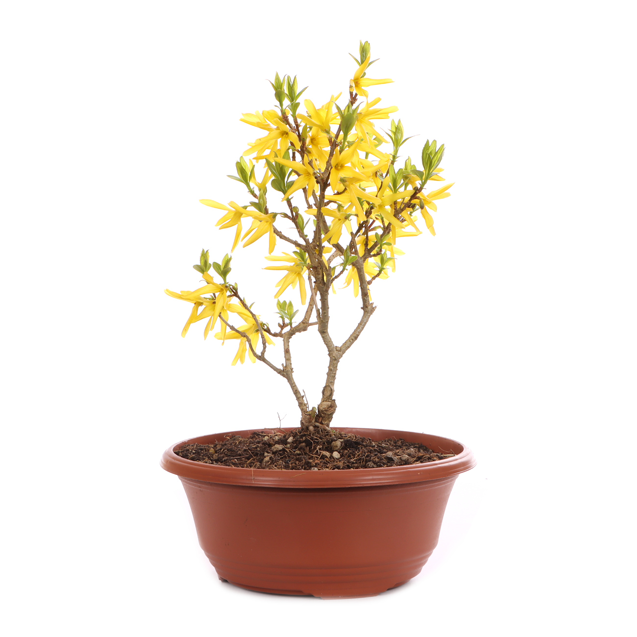 Forsythia x intermedia 'Minigold'