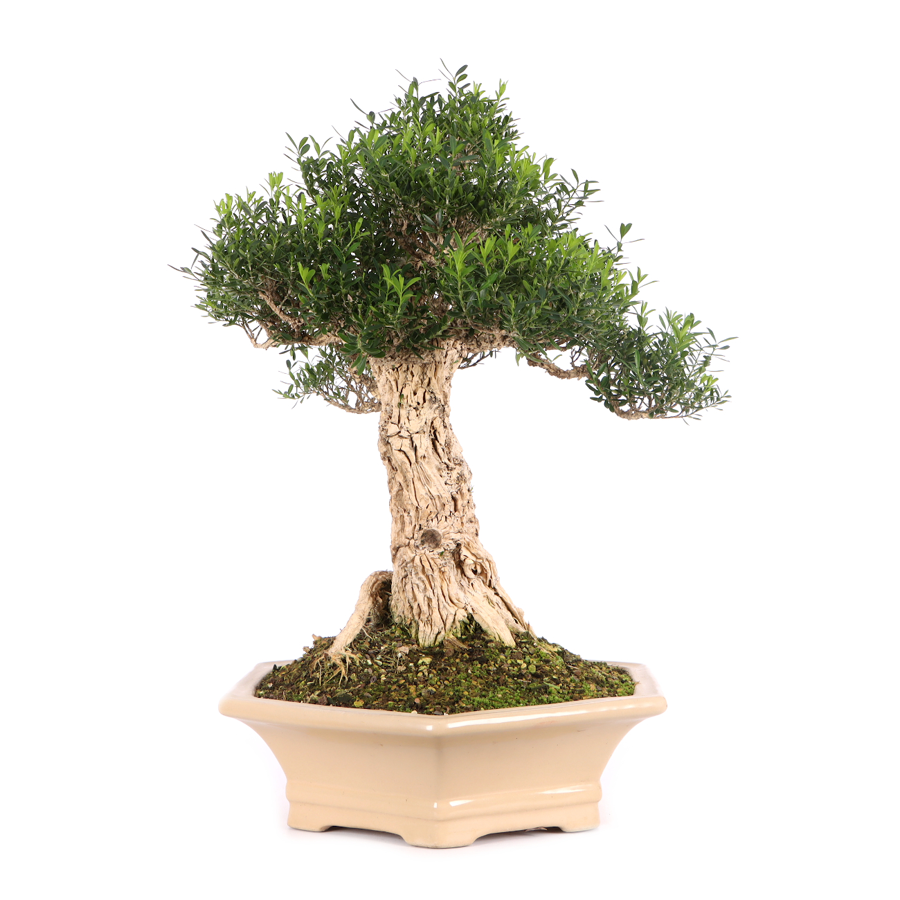 Buxus sinica var. sinica
