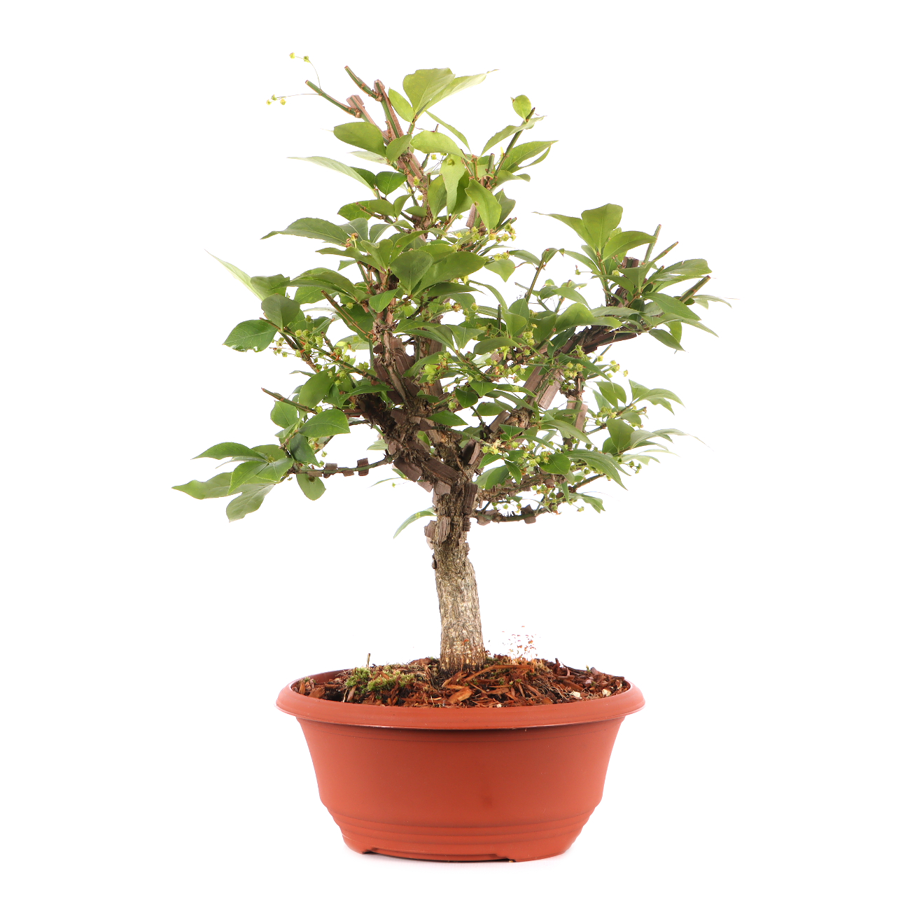 Euonymus alatus