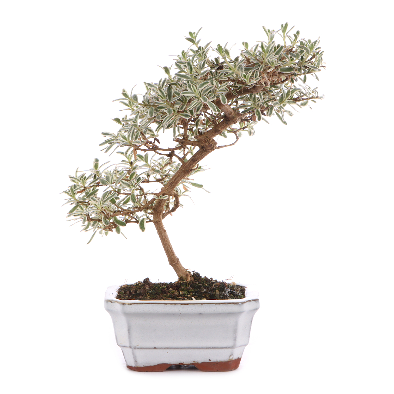 Coprosma x kirkii 'Variegata'
