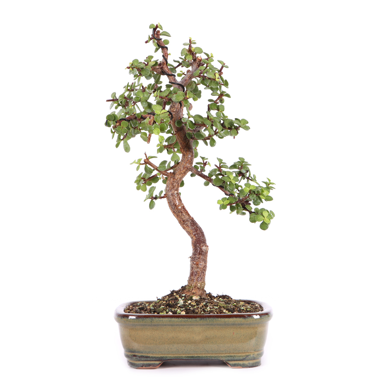Portulacaria afra
