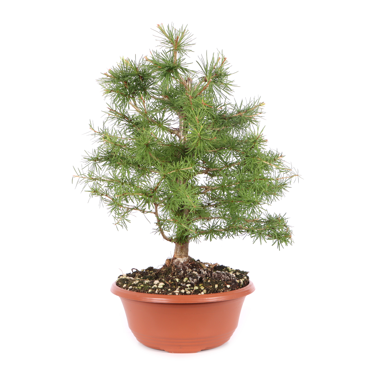 Larix decidua