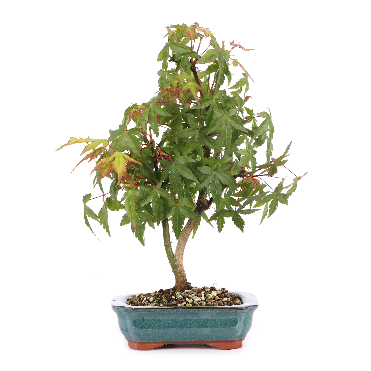 Acer palmatum