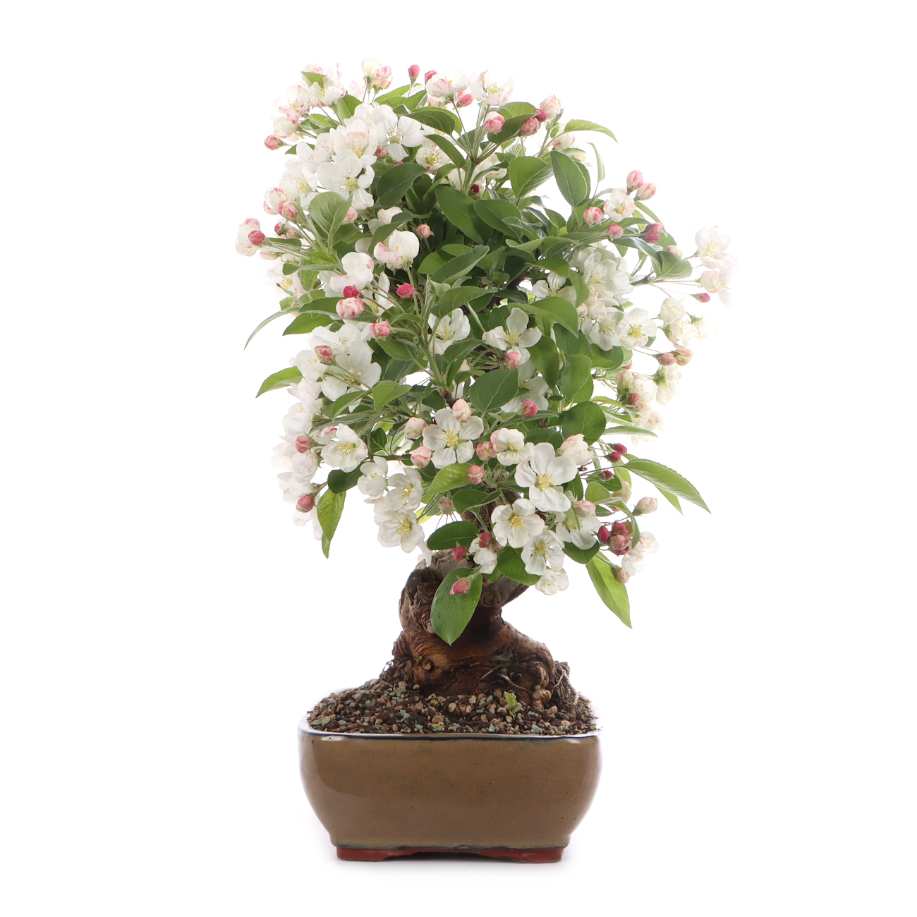 Malus spec.