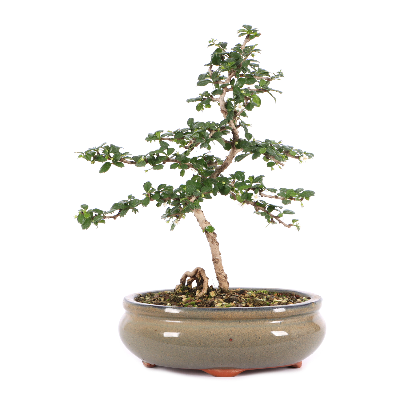 Carmona microphylla