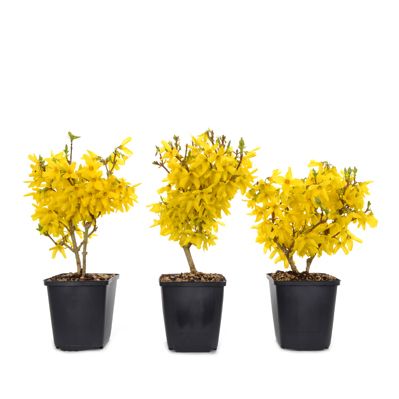 Forsythia x intermedia 'Minigold'