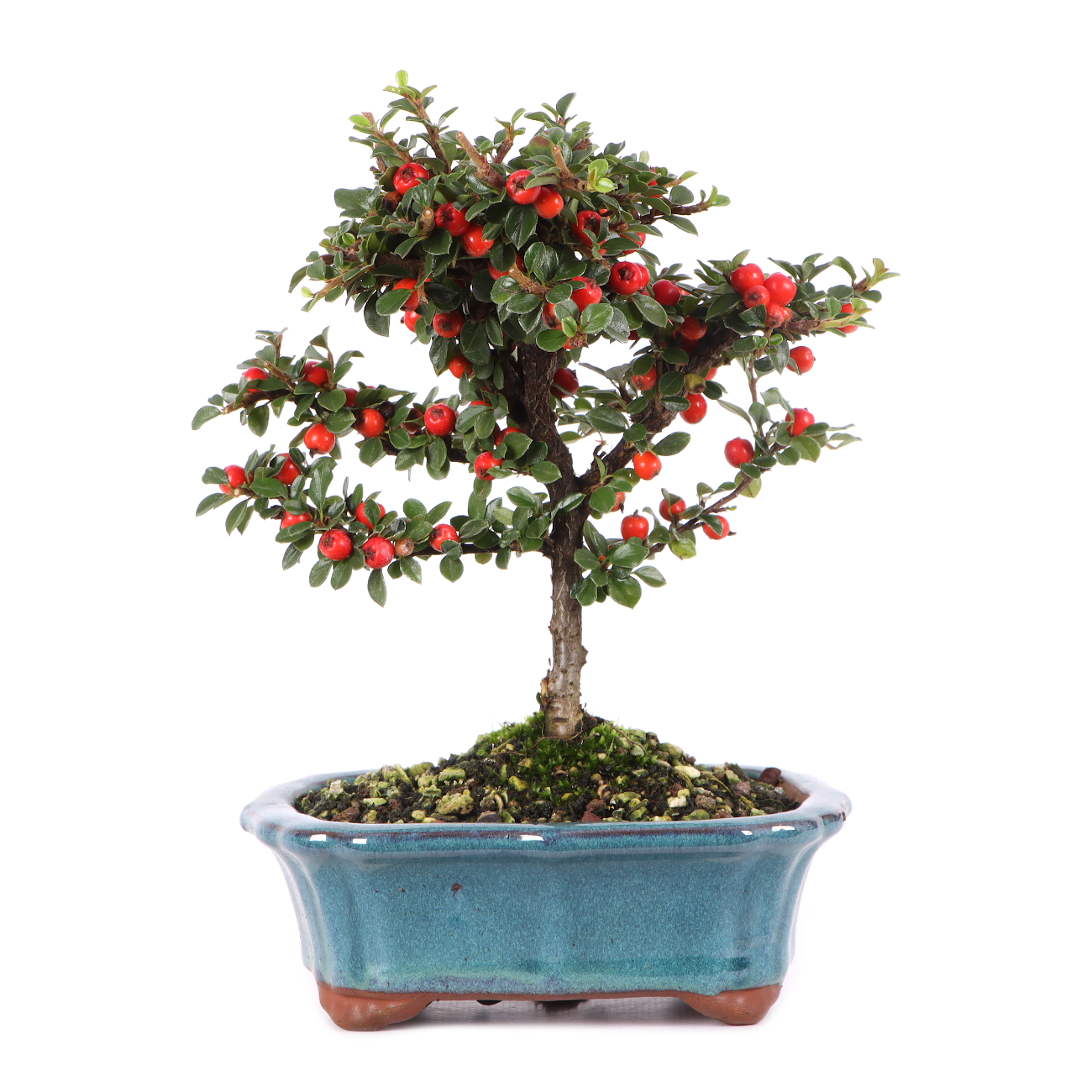 Cotoneaster praecox