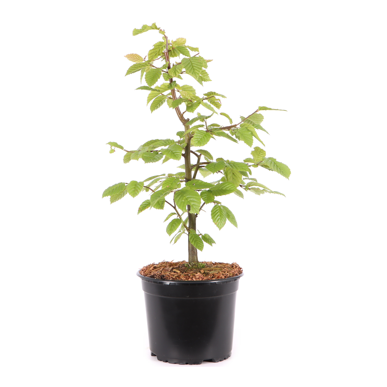 Carpinus betulus