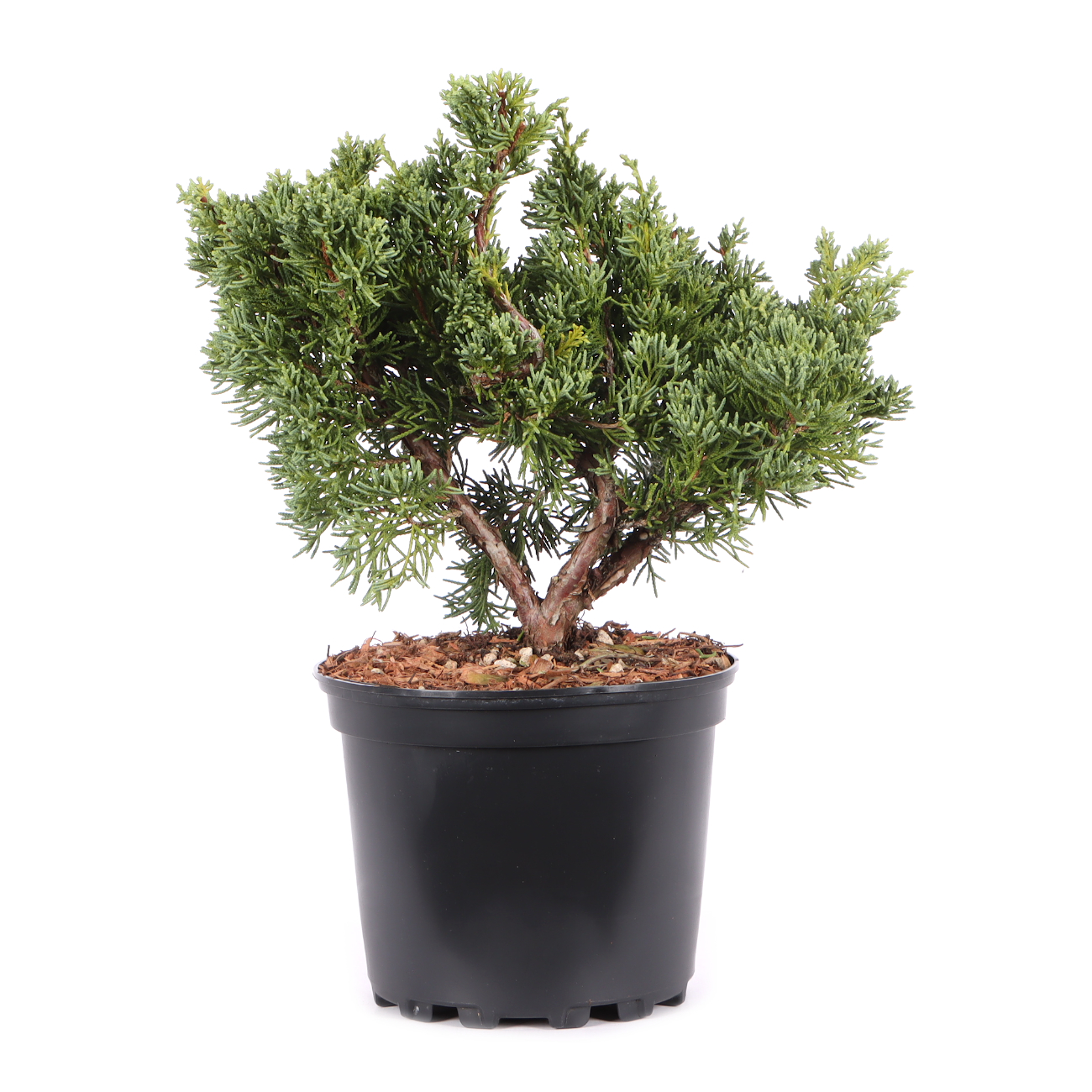 Juniperus chinensis ‘Blaauw‘