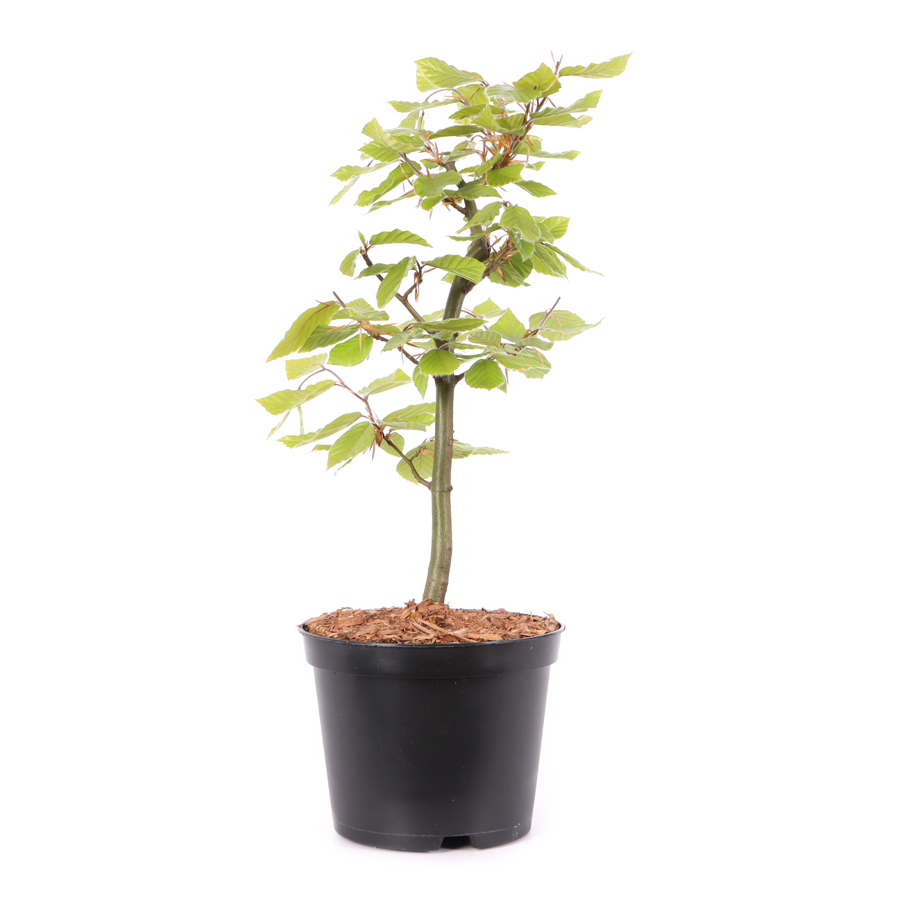 Fagus sylvatica