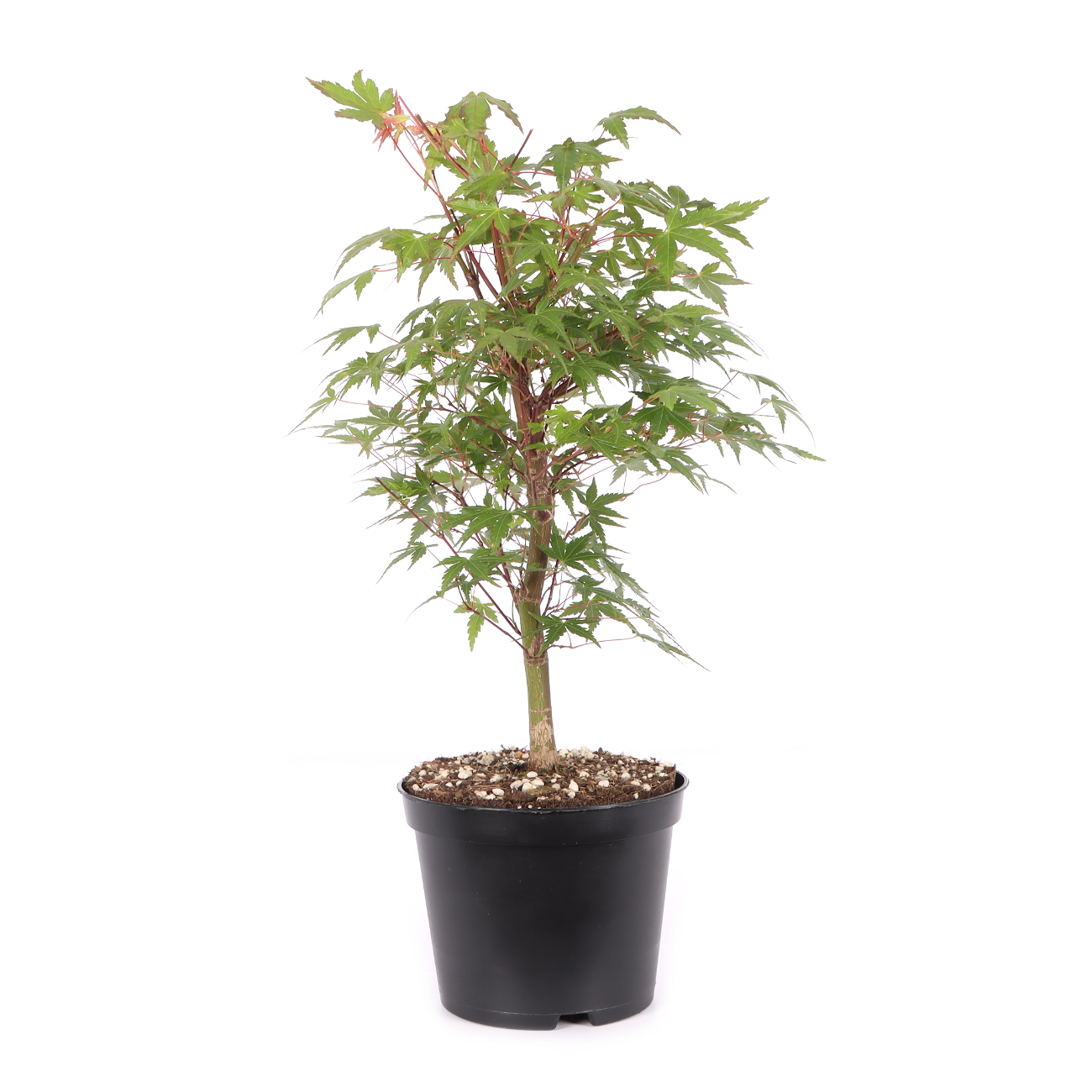 Acer palmatum