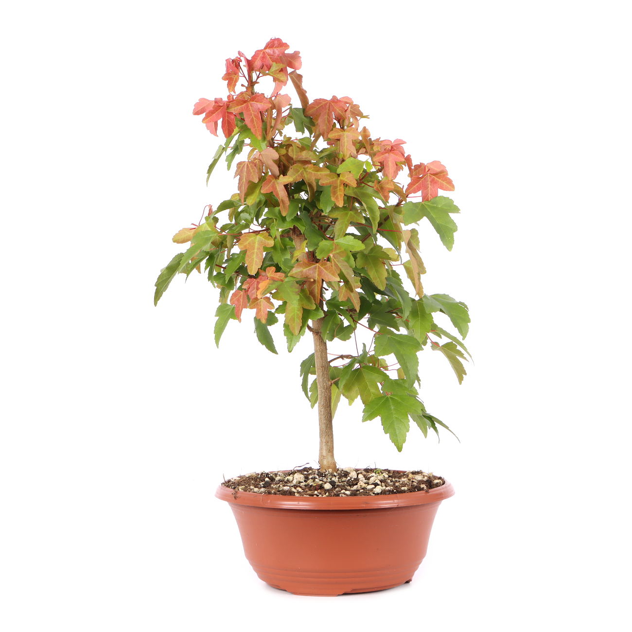 Acer buergerianum