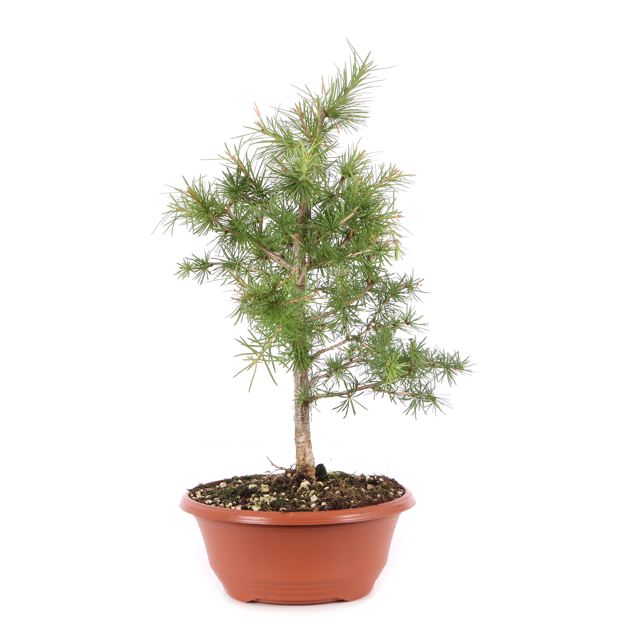 Larix decidua