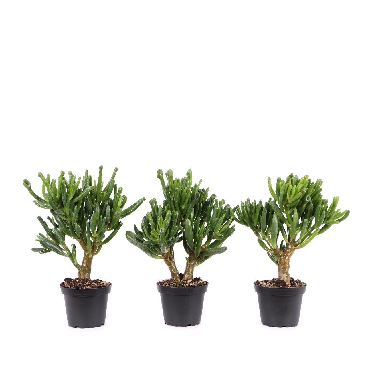 Crassula ovata 'Horn Tree'