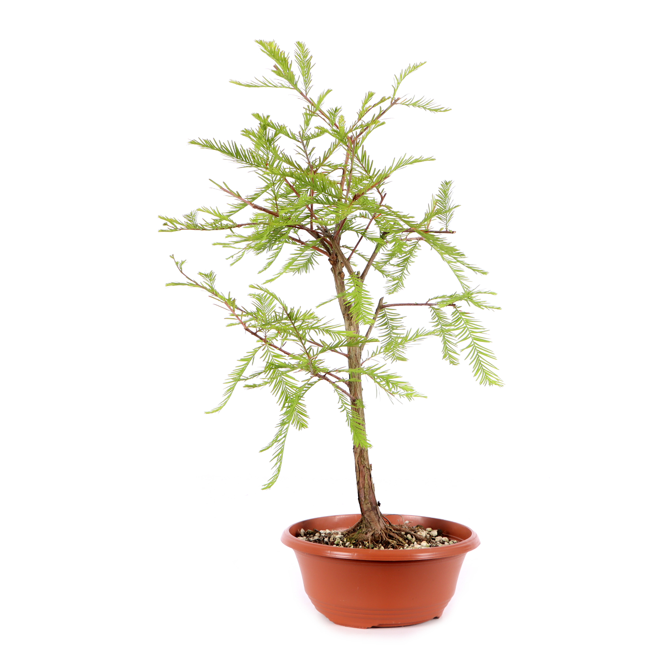 Taxodium distichum