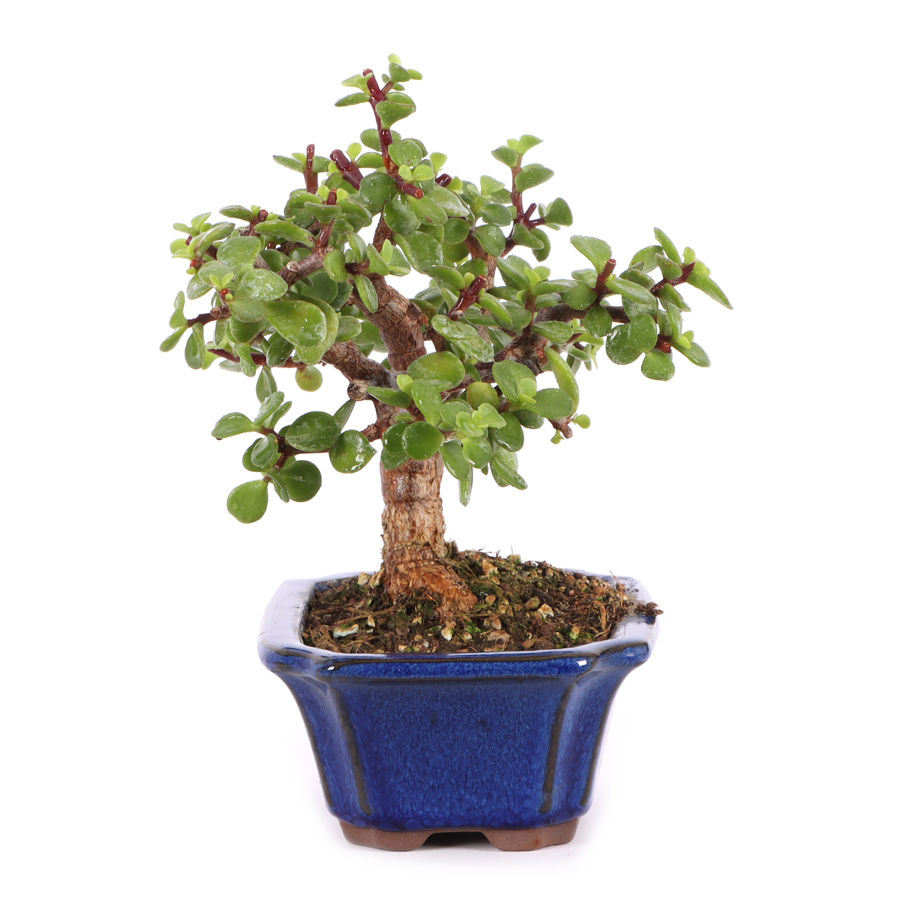 Portulacaria afra