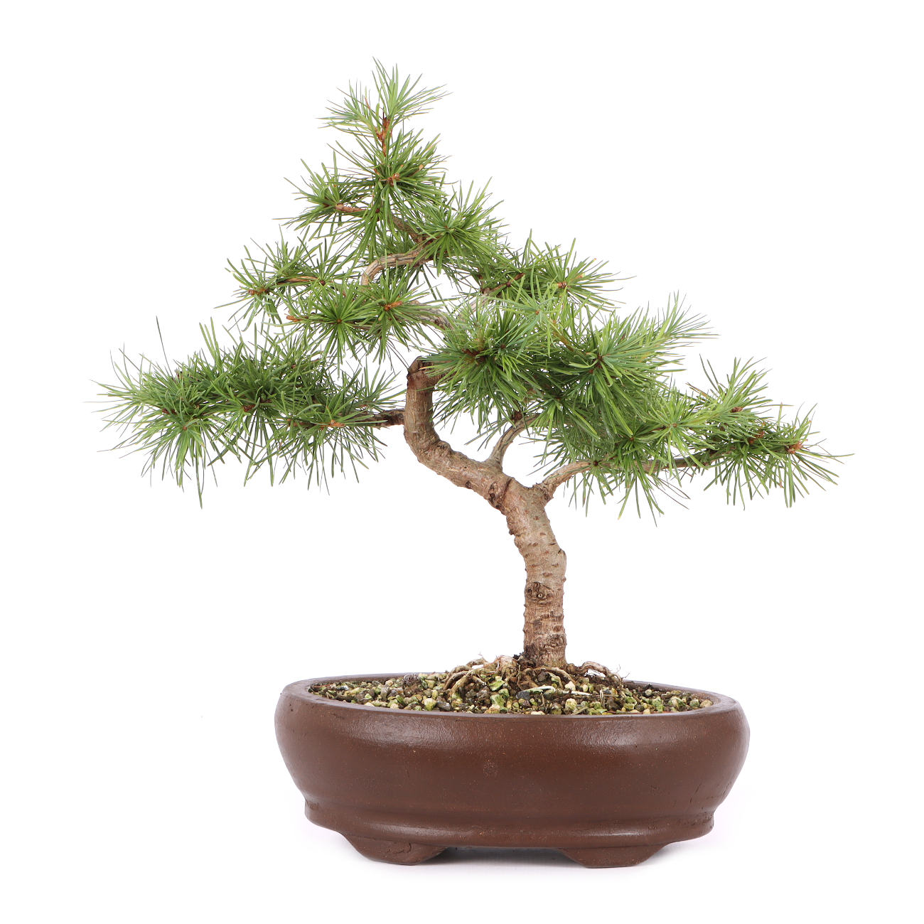 Larix kaempferi