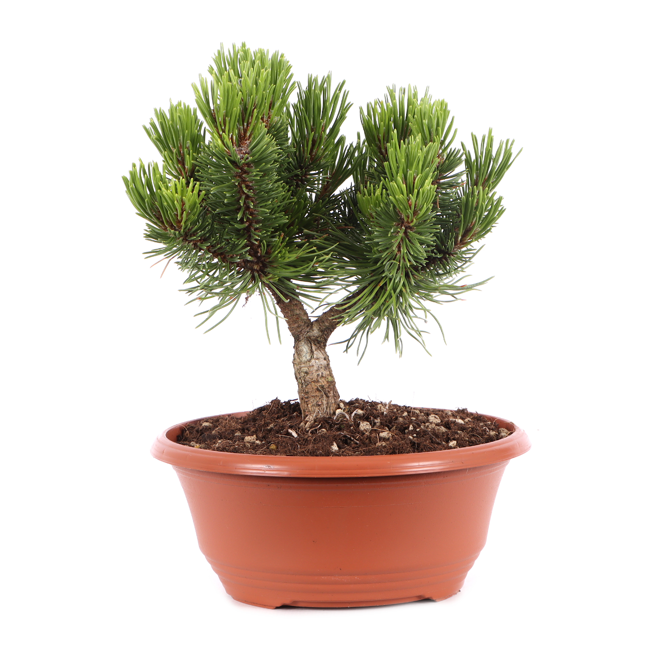 Pinus mugo 'Sherwood Compact'