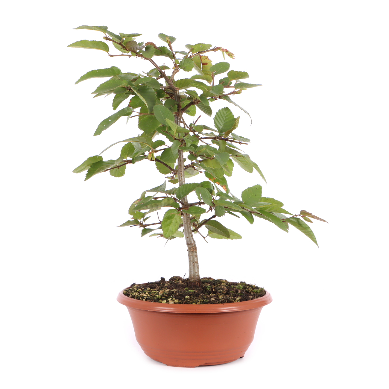 Carpinus turczaninowii