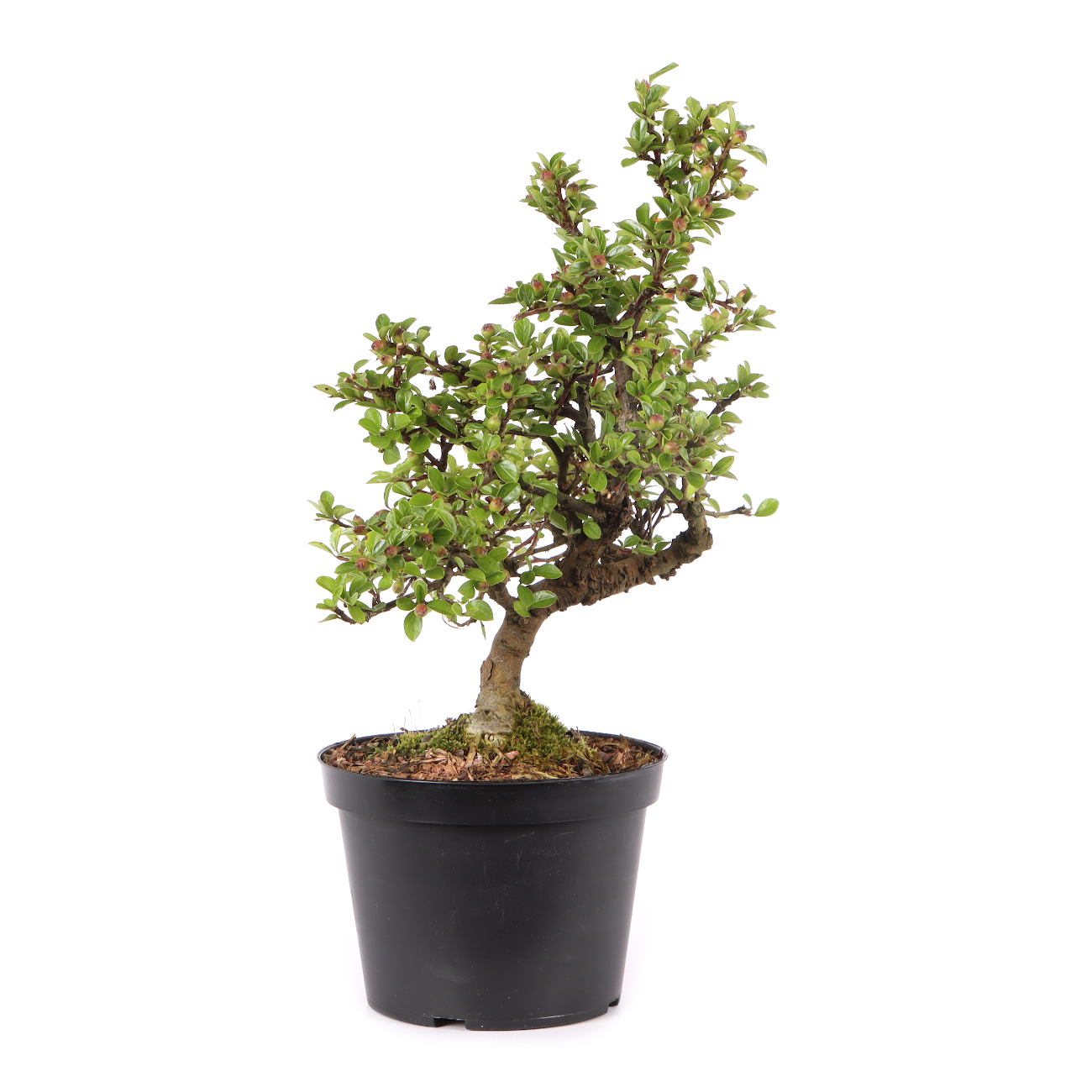 Cotoneaster praecox