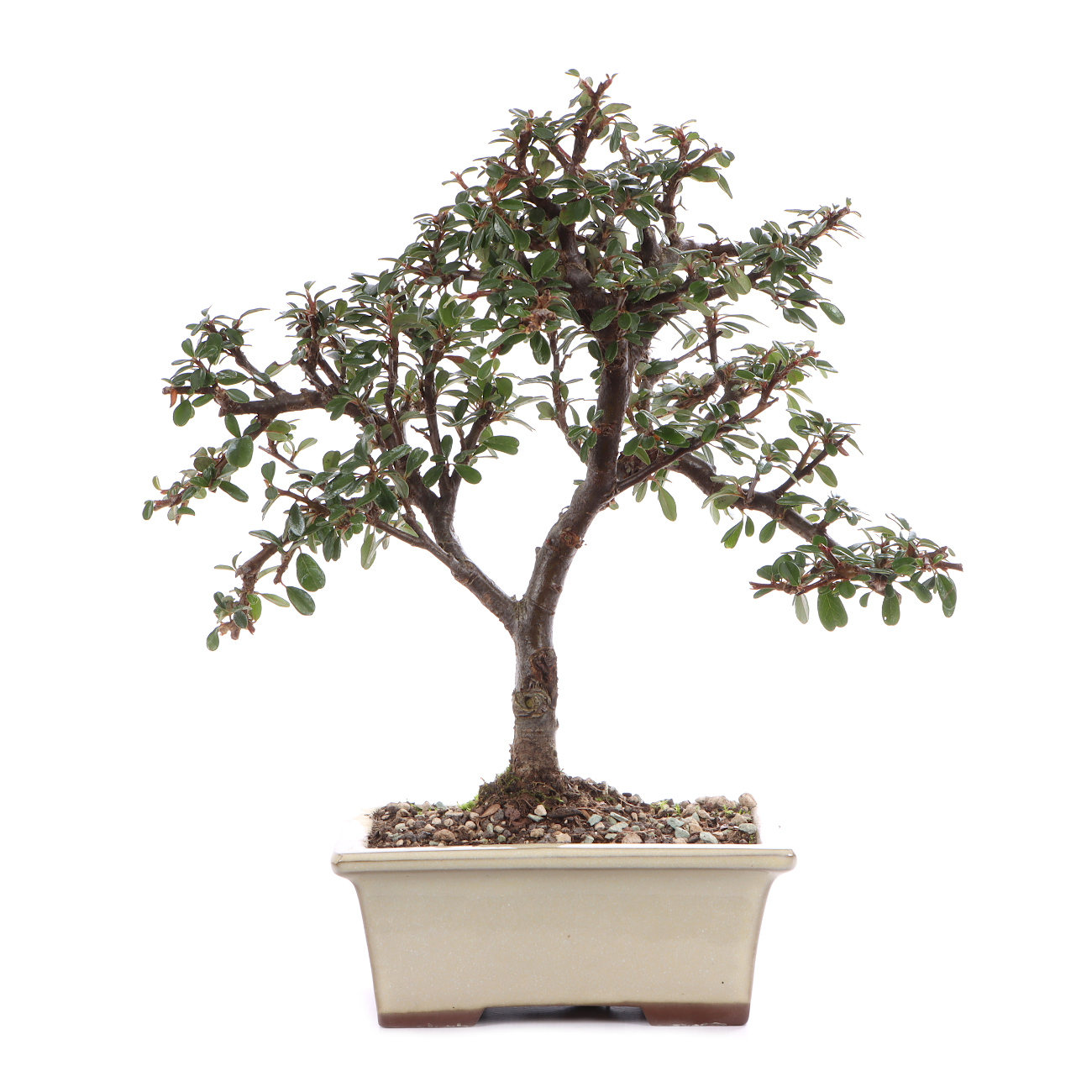 Cotoneaster dammeri 'Skogholm'