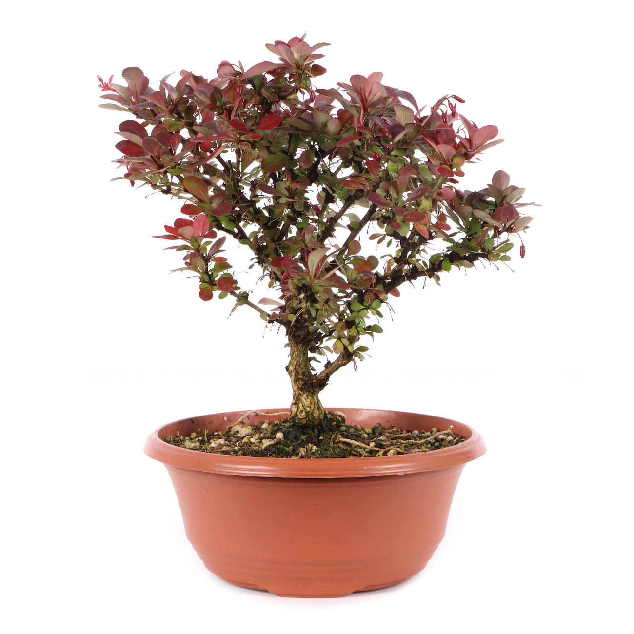 Berberis thunbergii 'Atropurpurea Nana'