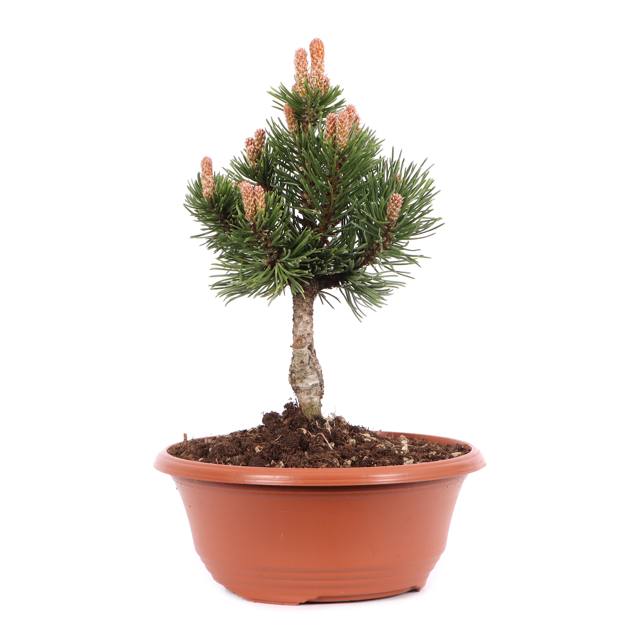 Pinus mugo 'Sherwood Compact'