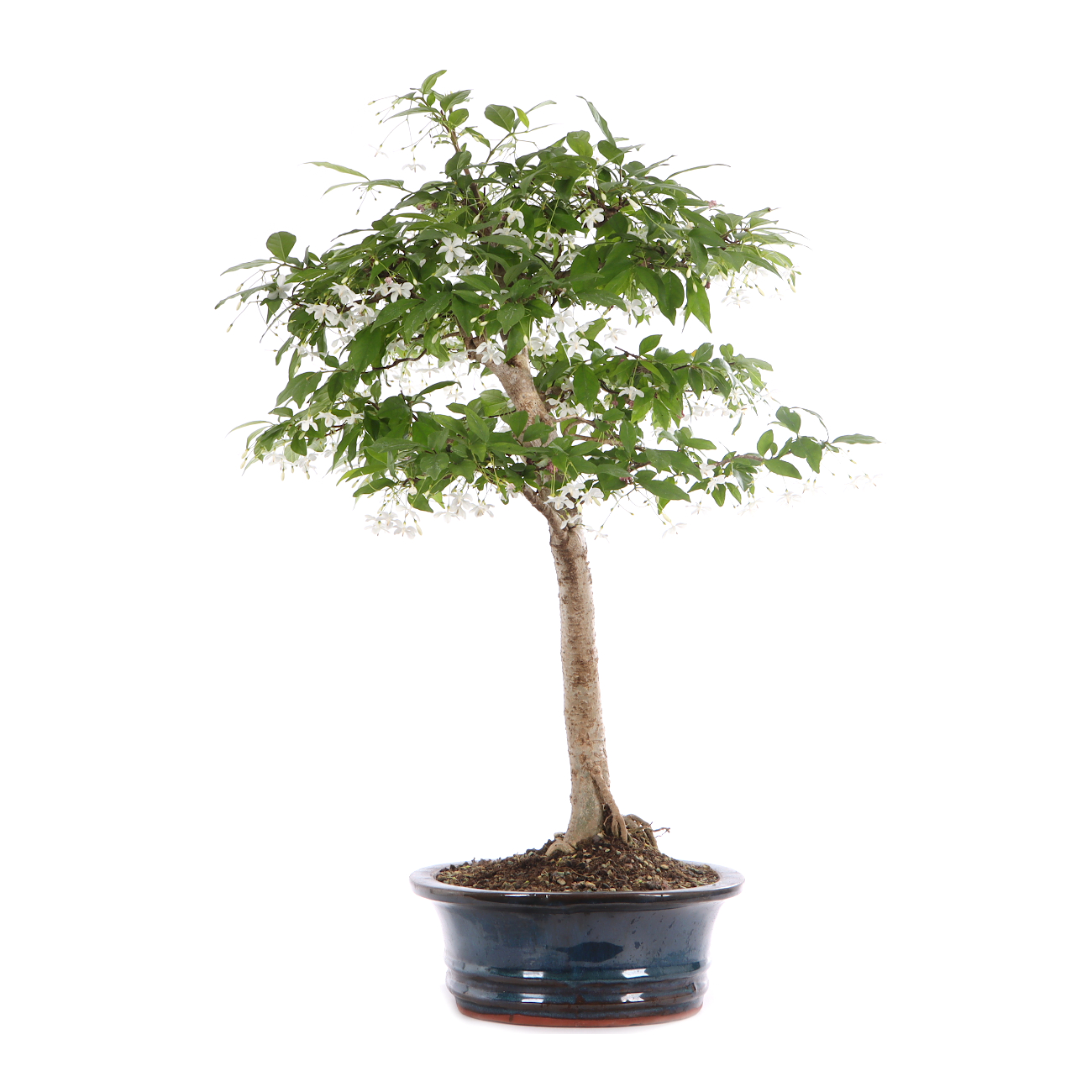 Wrightia religiosa