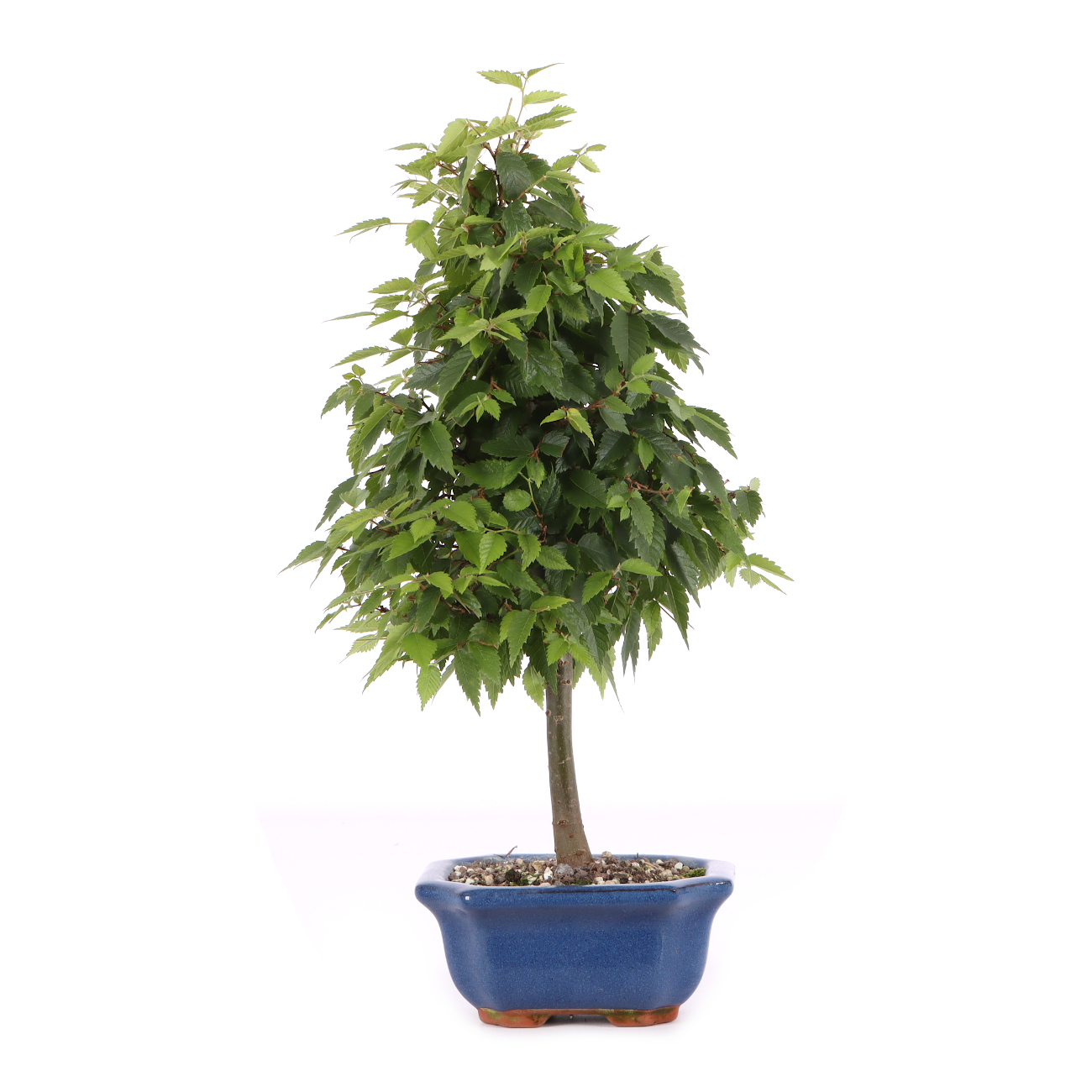 Zelkova serrata