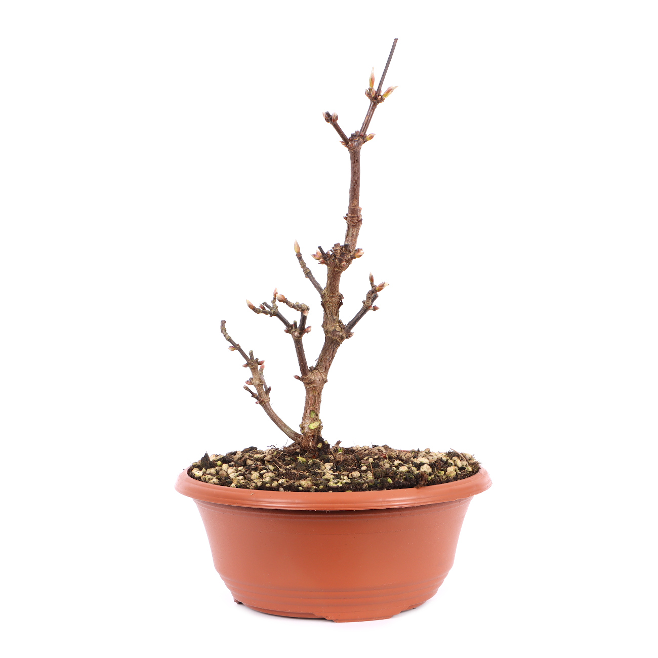 Viburnum x bodnantense 'Dawn'