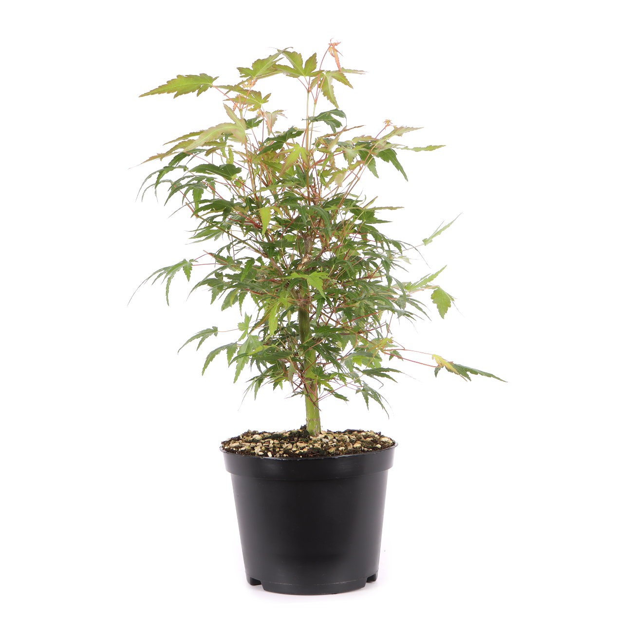 Acer palmatum