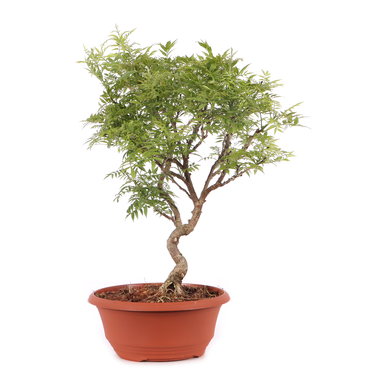 Millettia japonica 'Hime Fuji'