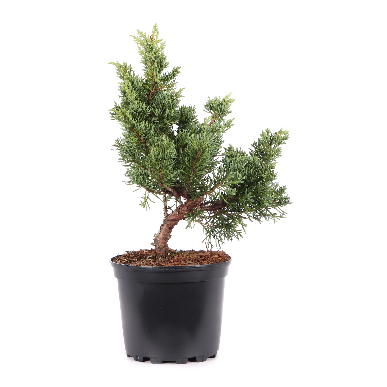 Juniperus chinensis ‘Blaauw‘